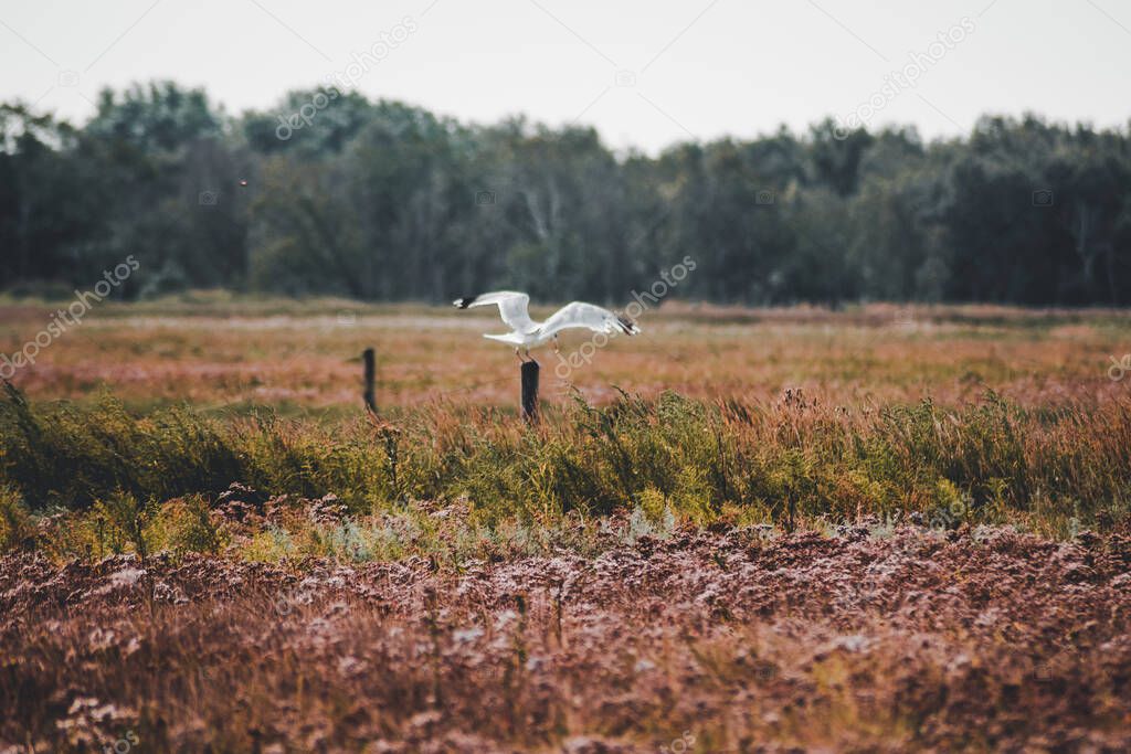 Flying seagull on a colorful flower meadow