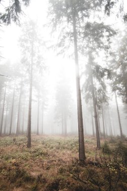 Karanlık sonbahar ormanında yoğun sis