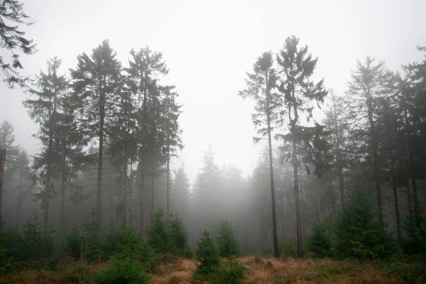 Nebbia Fitta Nel Buio Bosco Autunnale — Foto Stock