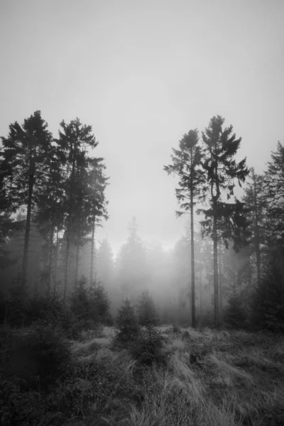 Nevoeiro Espesso Floresta Escura Outono — Fotografia de Stock