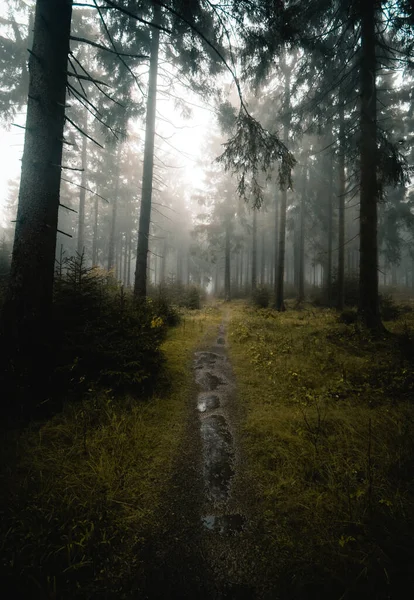 浓雾弥漫在深秋森林的小径上 — 图库照片