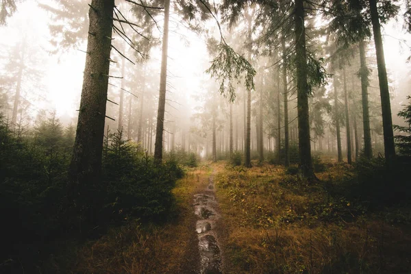 thick fog on a path in the dark autumn forest