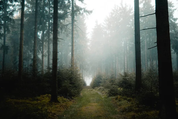 thick fog on a path in the dark autumn forest