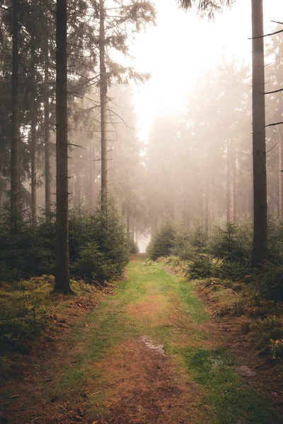 浓雾弥漫在深秋森林的小径上 — 图库照片