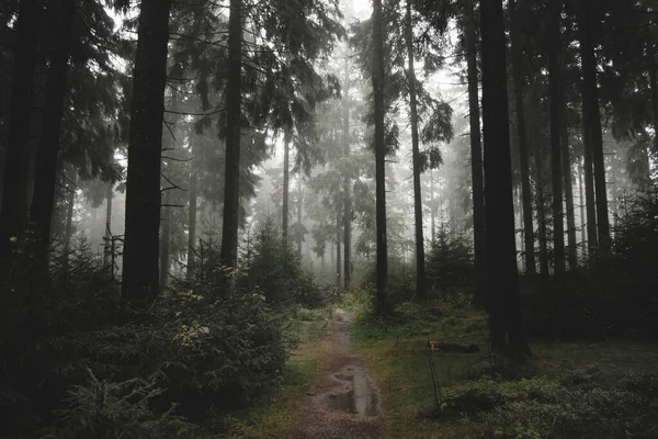 Gęsta Mgła Ścieżce Ciemnym Jesiennym Lesie — Zdjęcie stockowe