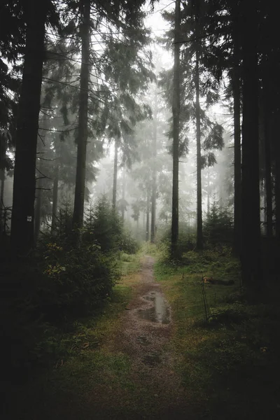 Nevoeiro Espesso Caminho Floresta Outono Escura — Fotografia de Stock