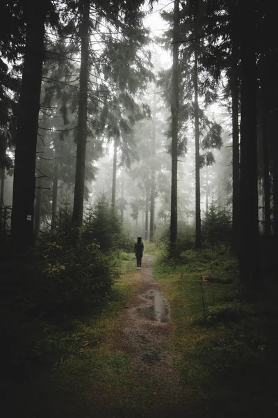 浓雾弥漫在深秋森林的小径上 有着一个神秘的人物形象 — 图库照片