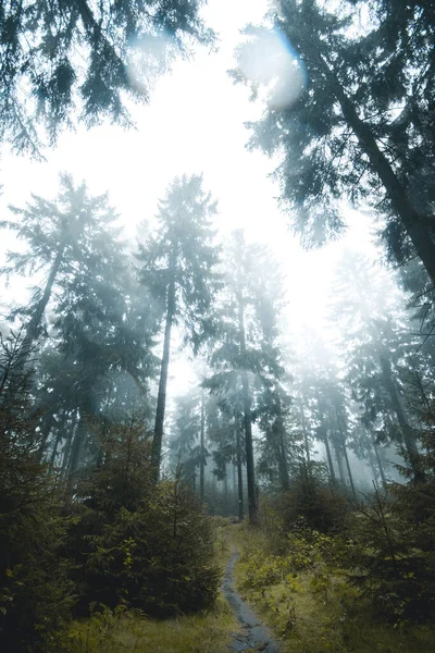 Karanlık Sonbahar Ormanlarında Yoğun Bir Sis Var — Stok fotoğraf