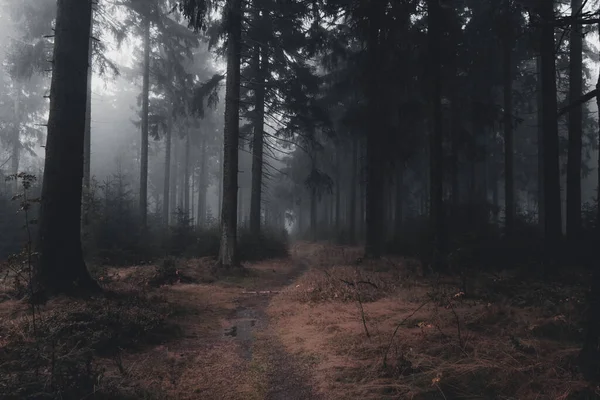 thick fog on a path in the dark autumn forest