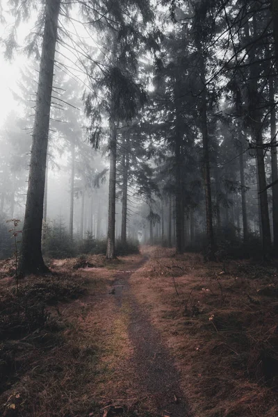 Nevoeiro Espesso Caminho Floresta Outono Escura — Fotografia de Stock