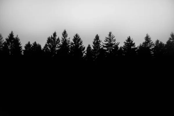 Silhouette Noire Des Cimes Des Arbres — Photo