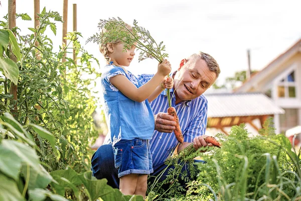 Nipote Sta Raccogliendo Carota Con Suo Nonno Giardino — Foto Stock