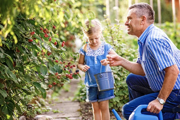 Neta Está Pegando Amora Com Avô Jardim — Fotografia de Stock