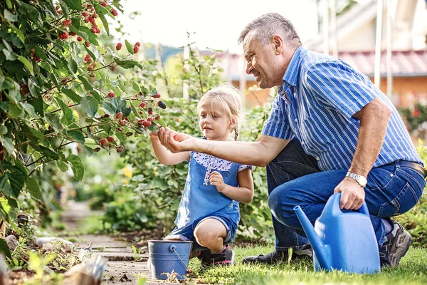 Neta Está Pegando Amora Com Avô Jardim — Fotografia de Stock