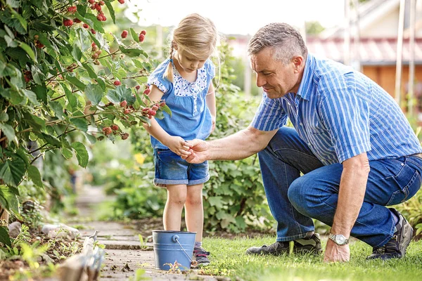 Neta Está Pegando Amora Com Avô Jardim — Fotografia de Stock