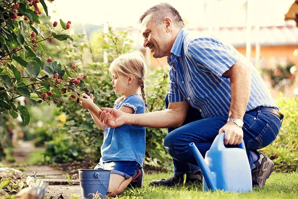 Nonno Sta Raccogliendo Mora Con Sua Nipote — Foto Stock