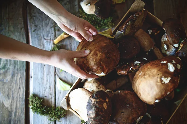 Healthy Wild Forest Mushrooms Table — Stock Photo, Image