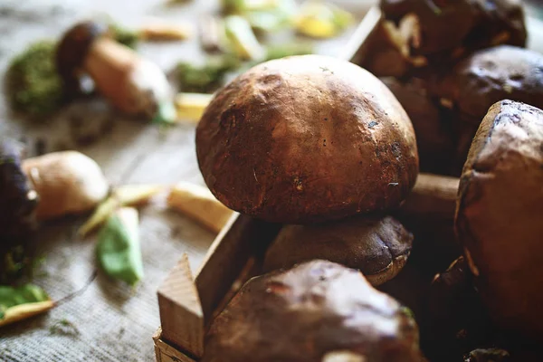 Healthy Wild Forest Mushrooms Table — Stock Photo, Image