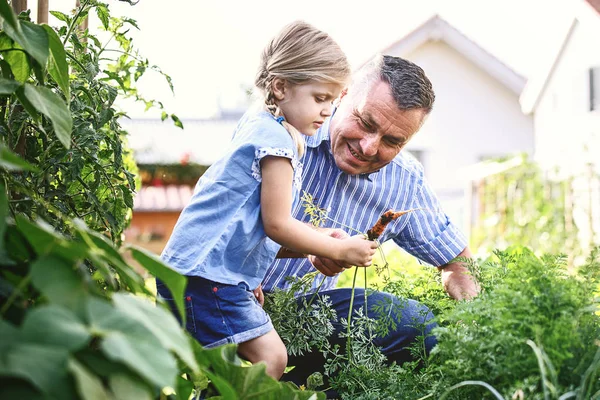 Família Está Pegando Cenoura Manhã — Fotografia de Stock