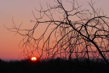     Bir ağaç karşı Nisan ayında gündoğumu