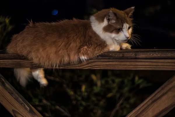 View Brown White Cat Resting Wooden Rail Looking Forward — Stock Photo, Image