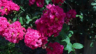 7.4.20 Augusta Ga USA Ağaçtaki parlak pembe çiçekler 