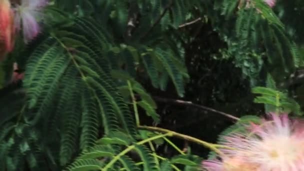 Augusta Ηπα Ροζ Κορδόνι Σαν Λουλούδια — Αρχείο Βίντεο