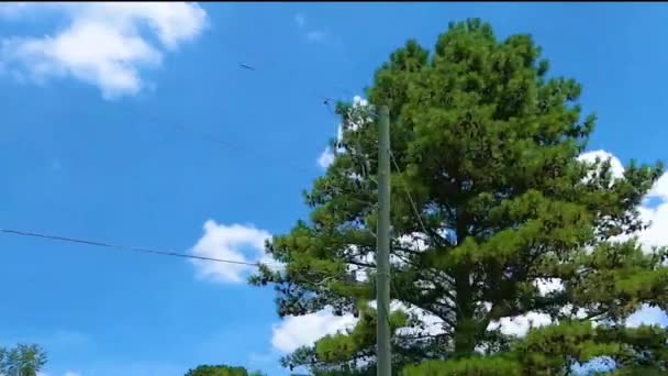 Efekt Widok Drzew Nieba Linie Energetyczne Zoomed Efekcie — Wideo stockowe