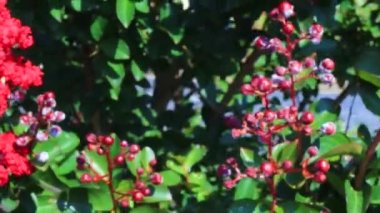  7.5.20 Pan güzel kırmızı çiçekler.