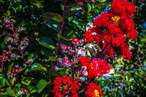Bär Vinranka Med Röda Och Gula Blommor — Stockfoto