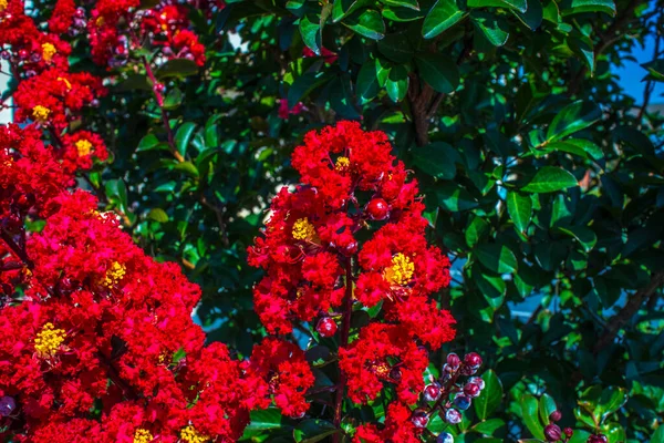 Κόκκινα Και Κίτρινα Άνθη Μούρα Στο Αμπέλι — Φωτογραφία Αρχείου