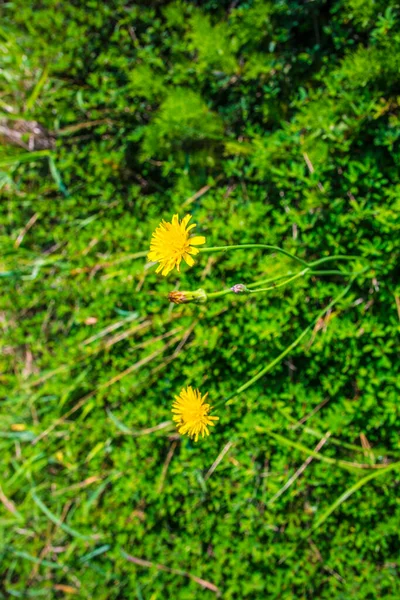 春天绿叶中的黄花 — 图库照片