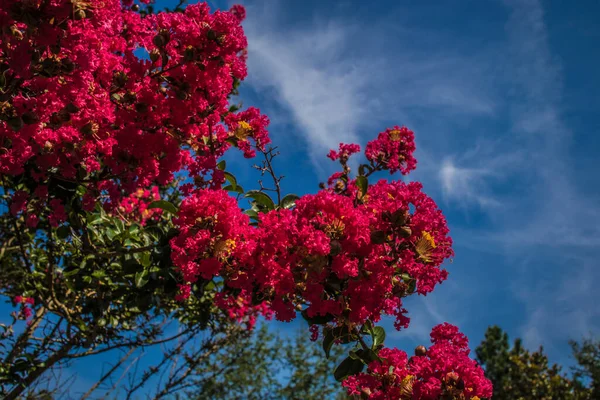 Gula Blommor Grönt Bladverk Våren — Stockfoto