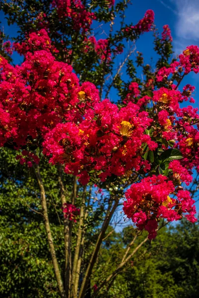 Gula Blommor Grönt Bladverk Våren — Stockfoto