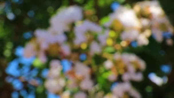 Vita Blommor Kommer För Att Fokusera — Stockvideo