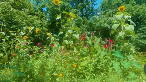 Färgglada Blommor Ren Med Flygande Insekter — Stockvideo