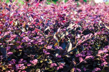 Bahçedeki renkli yaprakların manzarası 