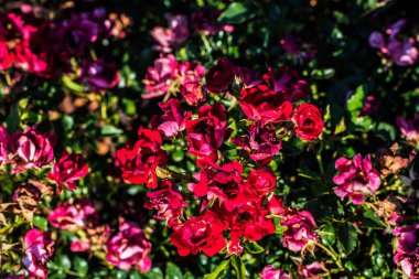 Solmuş kırmızı güllerin bahar mevsiminde su eksikliğinden görüntüsü 