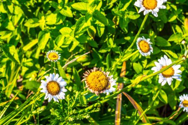 Baharda güzel sarı papatyaların manzarası 