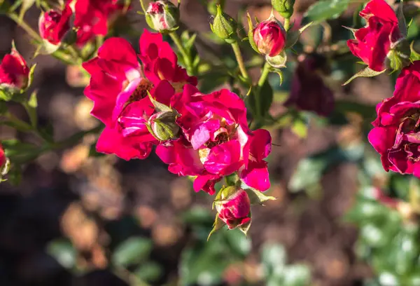 Κόκκινα Τριαντάφυλλα Ένα Αμπέλι Πράσινα Κοτσάνια — Φωτογραφία Αρχείου