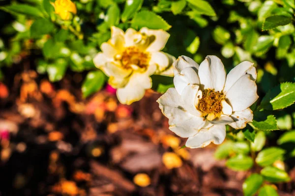 Вид Білу Квітку Жовтим Центром Зеленим Листям — стокове фото