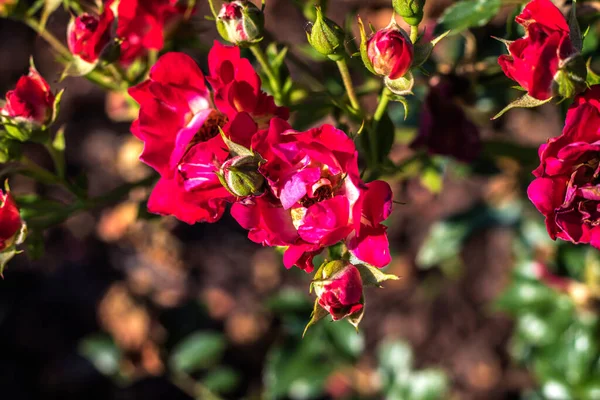 Άποψη Μαραμένα Κόκκινα Τριαντάφυλλα Ένα Κλαδί Την Άνοιξη — Φωτογραφία Αρχείου