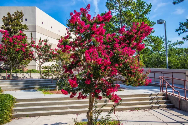 Augusta Usa Rosier Des Marches Bâtiment — Photo