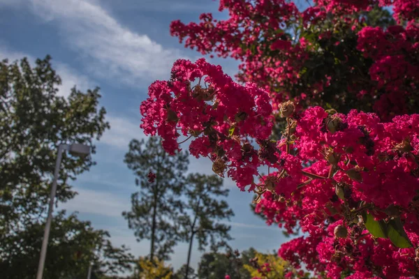 Κόκκινα Λουλούδια Ένα Δέντρο Φόντο Τον Γαλάζιο Ουρανό — Φωτογραφία Αρχείου