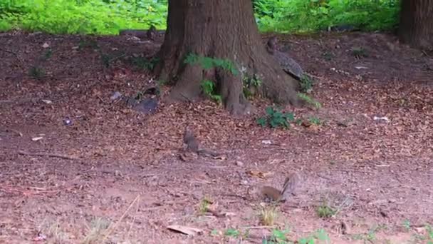 다람쥐 무리가 가까이서 나무를 — 비디오