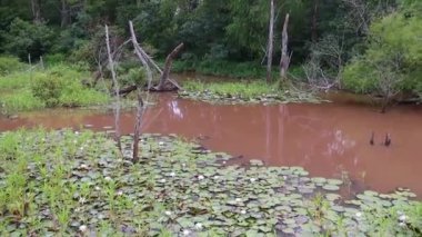 İlkbaharda nilüfer yapraklı güzel bir gölet.
