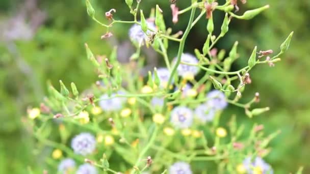 Beweging Van Een Paardebloem Plant — Stockvideo