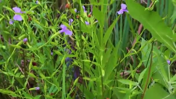 Vista Una Hermosa Planta Flores Púrpura Con Follaje Verde — Vídeos de Stock