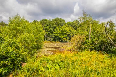 Yeşil yaprakların arasından nilüfer yapraklı, bozulmamış bir gölet manzarası