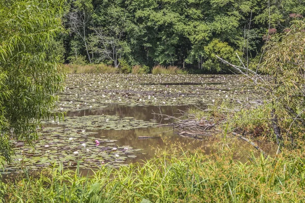 Yeşil Yaprakların Arasından Değmemiş Bir Gölet Manzarası — Stok fotoğraf